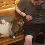 Pictures of River Kitty Cat Cafe taken by user
